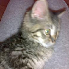 Blanding af racer ''Hugh Hefner''