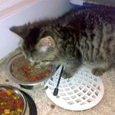 Blanding af racer ''Hugh Hefner''