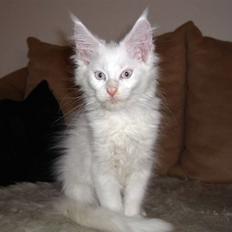 Maine Coon Biscat's Opal