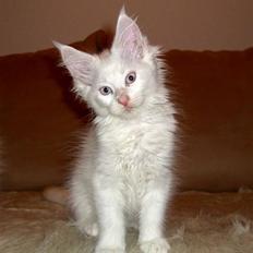 Maine Coon Biscat's Opal