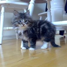 Blanding af racer Mis