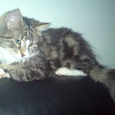 Blanding af racer Mis