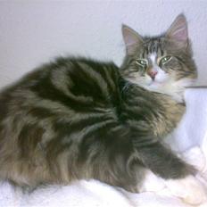 Blanding af racer Mis