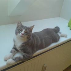 Blanding af racer Mugge