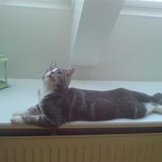 Blanding af racer Mugge