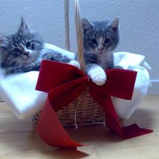 Blanding af racer Mugge