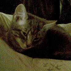 Blanding af racer Pjuske 