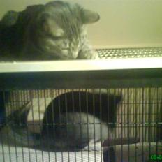 Blanding af racer Pjuske 