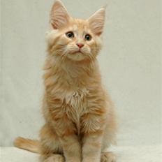 Maine Coon Zoomalude