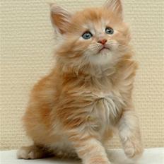 Maine Coon Zoomalude