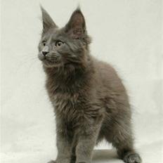 Maine Coon Samba Magic