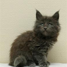 Maine Coon Samba Magic