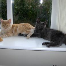 Maine Coon Samba Magic