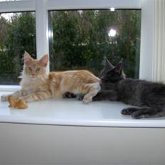 Maine Coon Zoomalude