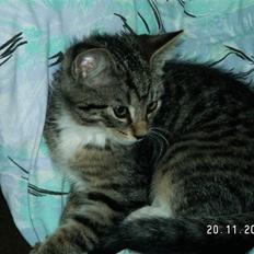 Blanding af racer Pjuske