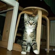 Blanding af racer Pjuske