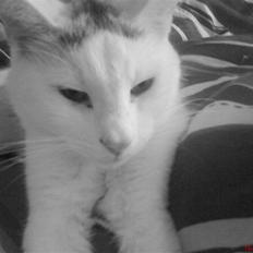 Blanding af racer Missen