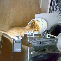 Huskat Garfield R.I.P <3