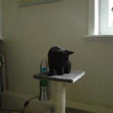 Blanding af racer Cassic