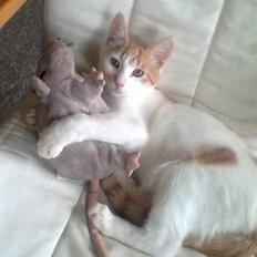 Huskat Pjevs ( pjevsi )