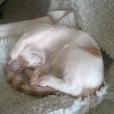 Huskat Pjevs ( pjevsi )