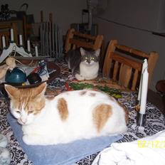 Huskat Pjevs ( pjevsi )