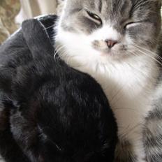 Blanding af racer GURLI