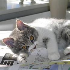 Blanding af racer GURLI