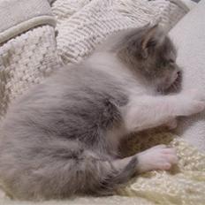 Blanding af racer GURLI