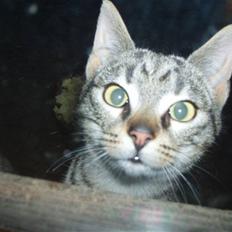 Blanding af racer Cuttel Put