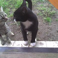 Blanding af racer Cuttel Put