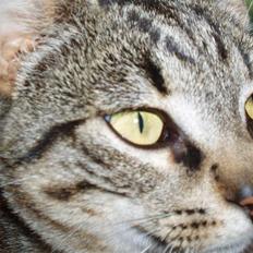 Blanding af racer Cuttel Put