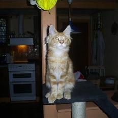 Maine Coon MaxRed R.I.P
