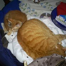 Maine Coon MaxRed R.I.P