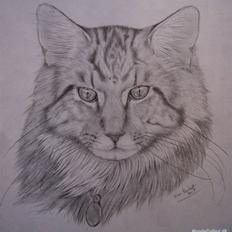 Maine Coon OLIVER. R.I.P