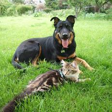 Maine Coon OLIVER. R.I.P