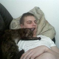 Norsk Skovkat Mischa