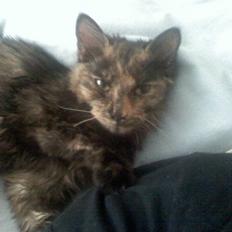 Norsk Skovkat Mischa