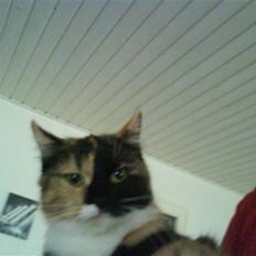 Blanding af racer Dina