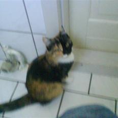 Blanding af racer Dina