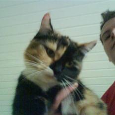 Blanding af racer Dina