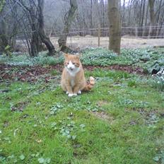 Blanding af racer Garfield