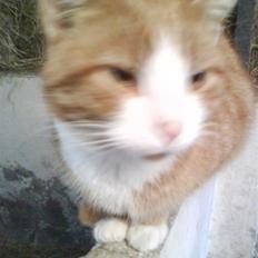 Blanding af racer Garfield