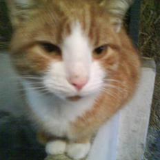 Blanding af racer Garfield