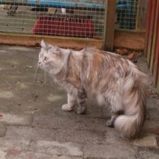 Blanding af racer maine coon Freja