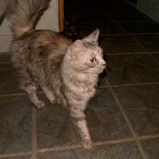 Blanding af racer maine coon Freja