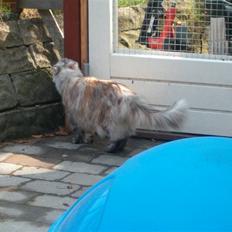Blanding af racer maine coon Freja