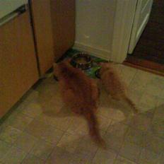 Blanding af racer Julius (bortgivet)