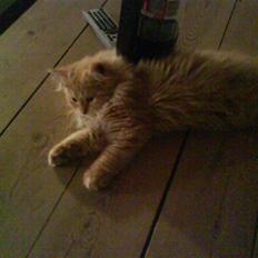 Blanding af racer Julius (bortgivet)