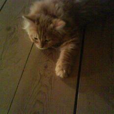 Blanding af racer Julius (bortgivet)